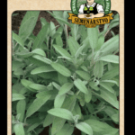 Šalvia lekárska LAT. NÁZOV: SALVIA OFFICINALIS