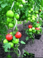 TYČ K PARADAJKÁM ŠPIRÁLOVÁ 1.8M, 6.5MM POZINK