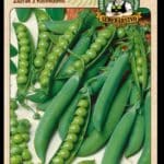 Hrach siaty pravý Zázrak z Kelvedonu