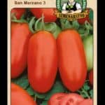 Rajčiak jedlý ODRODA: SAN MARZANO 3 LAT. NÁZOV: LYCOPERSICON ESCULENTUM