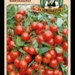 Rajčiak jedlý ODRODA: BALKONZAUBER LAT. NÁZOV: LYCOPERSICON ESCULENTUM