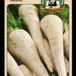 Petržlen záhradný – koreňový ODRODA: HANÁCKÁ LAT. NÁZOV: PETROSELINUM CRISPUM CONVAR. RADICOSUM