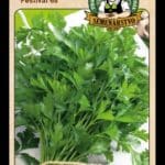 Petržlen záhradný vňaťový ODRODA: FESTIVAL 68 LAT. NÁZOV: PETROSELINUM CRISPUM CONVAR. VULGARE