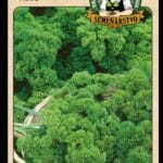 Petržlen záhradný – vňaťový ODRODA: ASTRA LAT. NÁZOV: PETROSELINUM CRISPUM