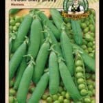 Hrach siaty pravý Hermes