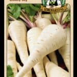 Paštrnák ODRODA: DLOUHÝ BÍLÝ LAT. NÁZOV: PASTINACA SATIVA