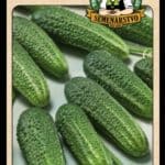 Uhorka siata nakladačka ODRODA: SANTANA F1 LAT. NÁZOV: CUCCUMIS SATIVUS