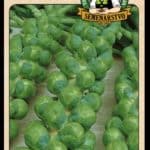Kel ružičkový ODRODA: CASIOPEA LAT. NÁZOV: BRASSICA OLERACEA VAR. GEMMIFERA