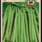 Fazuľa kríčkovitá Dita