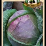 Kapusta biela ODRODA: POUROVO POZDNÍ LAT. NÁZOV: BRASSICA OLERACEA VAR. CAPITATA