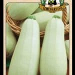 Tekvica kríčková ODRODA: KVETA LAT. NÁZOV: CUCURBITA PEPO