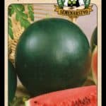 Dyňa červená ODRODA: LAJKO II F1 LAT. NÁZOV: CITRULLUS LANATUS