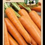 Mrkva obyčajná ODRODA: LYSA LAT. NÁZOV: DAUCUS CAROTA