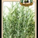 Rozmarín lekársky LAT. NÁZOV: ROSMARINUS OFFICINALIS