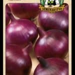 Cibuľa kuchynská ODRODA: KARMEN LAT. NÁZOV: ALLIUM CEPA