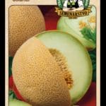 Melón cukrový ODRODA: SOLARTUR LAT. NÁZOV: CUCUMIS MELO