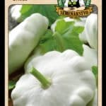 Patizon ODRODA: ORFEUS LAT. NÁZOV: CUCURBITA PEPO VAR. PATISSON