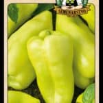 Paprika ročná ODRODA: PCR LAT. NÁZOV: CAPSICUM ANNUUM