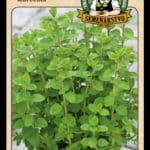 Majorán záhradný ODRODA: MARCELKA LAT. NÁZOV: ORIGANUM MAJORANA