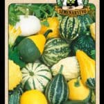 Okrasné tekvice (zmes druhov) ODRODA: ZMES DRUHOV LAT. NÁZOV: CUCURBITA PEPO