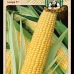 Kukurica siata cukrová ODRODA: LONGA F1 LAT. NÁZOV: ZEA MAYS VAR. SACCHARATA