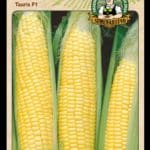 Kukurica siata cukrová ODRODA: TAURIS F1 LAT. NÁZOV: ZEA MAYS VAR. SACCHARATA