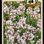 Dúška tymiánová LAT. NÁZOV: THYMUS VULGARIS