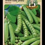 Hrach siaty pravý ODRODA: GLORIOSA LAT. NÁZOV: PISUM SATIVUM