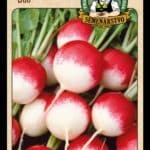 Reďkovka ODRODA: DUO LAT. NÁZOV: RAPHANUS SATIVUS