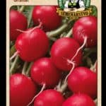 Reďkovka ODRODA: GRANÁT LAT. NÁZOV: RAPHANUS SATIVUS