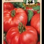 Rajčiak jedlý ODRODA: JERGUS F1 LAT. NÁZOV: LYCOPERSICON ESCULENTUM