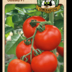 Rajčiak jedlý ODRODA: ODISEY F1