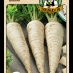 Petržlen záhradný – koreňový ODRODA: BERLINER LAT. NÁZOV: PETROSELINUM CRISPUM CONVAR. RADICOSUM