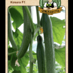 Uhorka siata šalátová ODRODA: KOSARA F1 LAT. NÁZOV: CUCCUMIS SATIVUS