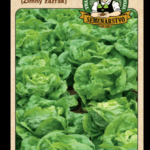 Šalát siaty ODRODA: WINTER MARVEL (ZIMNÝ ZÁZRAK) LAT. NÁZOV: LACTUCA SATIVA VAR.CAPITATA