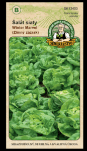 Šalát siaty ODRODA: WINTER MARVEL (ZIMNÝ ZÁZRAK) LAT. NÁZOV: LACTUCA SATIVA VAR.CAPITATA