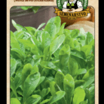 Valeriánka poľná ODRODA: GROTE NOORDHOLLANDSE "SEVEROHOLANDKÁ VEĽKÁ" LAT. NÁZOV: VALERIANELLA LOCUSTA