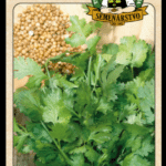 Koriander ODRODA: AMERICAN LONG STANDING (AMERICKÝ DLHO STOJACI) LAT. NÁZOV: CORIANDRUM SATIVUM