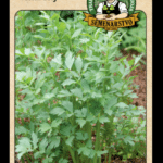 Ligurček lekársky ODRODA: LAT. NÁZOV: LEVISTICUM OFFICINALE