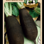 Reďkev siata čierna ODRODA: BLACK SPANISH LONG LAT. NÁZOV: RAPHANUS SATIVUS