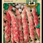 Fazuľa záhradná kríčkovitá ODRODA: BORLOTTO RED LAT. NÁZOV: PHASEOLUS VULGARIS