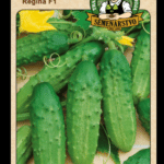 Uhorka siata nakladačka ODRODA: REGINA F1 LAT. NÁZOV: CUCCUMIS SATIVUS