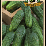 Uhorka siata nakladačka ODRODA: OTHELLO F1 LAT. NÁZOV: CUCCUMIS SATIVUS