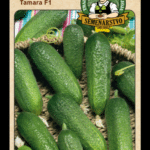 Uhorka siata nakladačka ODRODA: TAMARA F1 LAT. NÁZOV: CUCCUMIS SATIVUS