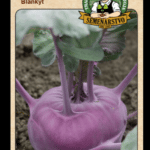 Kaleráb ODRODA: BLANKYT LAT. NÁZOV: BRASSICA OLERACEA VAR. GONGYLODES