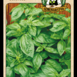 Bazalka pravá ODRODA: GENOVESE LAT. NÁZOV: OCCIMUM BASILICUM