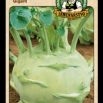 Kaleráb ODRODA: GIGANT LAT. NÁZOV: BRASSICA OLERACEA VAR. GONGYLODES
