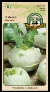 Kaleráb ODRODA: MORÁVIA LAT. NÁZOV: BRASSICA OLERACEA VAR.GONGYLODES