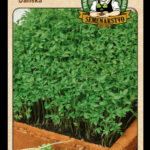 Žerucha siata ODRODA: DÁNSKA LAT. NÁZOV: LEPIDIUM SATIVUM