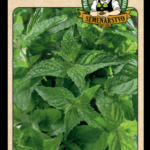Mäta prieporná LAT. NÁZOV: MENTHA PIPERITA